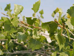 Populus deltoides wislizenii