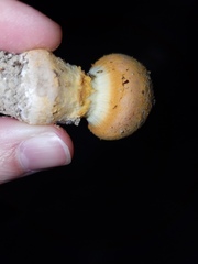 Amanita wellsii