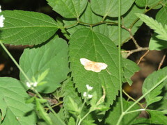 Leptostales ferruminaria