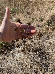 Lomatium nudicaule