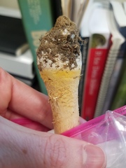 Amanita wellsii