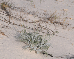 Hymenopappus filifolius