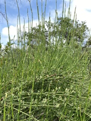 Ephedra chilensis