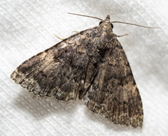 Metalectra miserulata