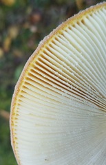 Amanita wellsii