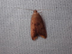 Tachystola acroxantha