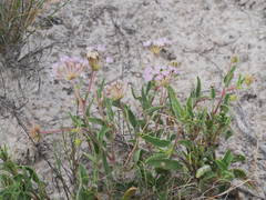 Abronia angustifolia