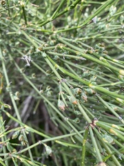 Ephedra chilensis