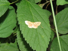 Leptostales ferruminaria