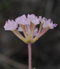 Abronia angustifolia