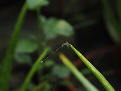 Aciagrion pallidum