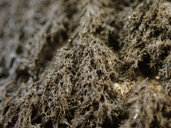 Pseudephebe pubescens