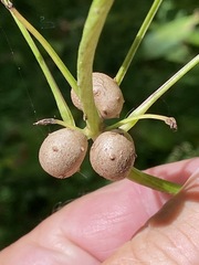 Dioscorea polystachya