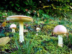 Amanita wellsii