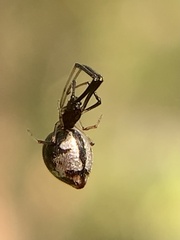 Argyrodes