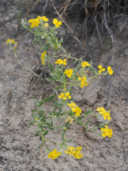 Psilostrophe tagetina