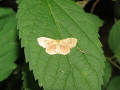 Leptostales ferruminaria