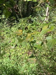 Dioscorea polystachya