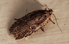 Agonopterix clemensella