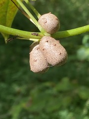 Dioscorea polystachya