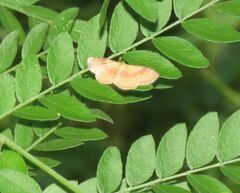 Leptostales ferruminaria