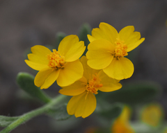 Psilostrophe tagetina