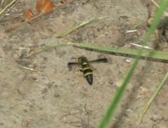 Euodynerus foraminatus