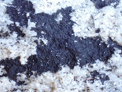 Hydropunctaria maura