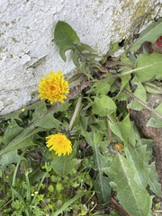 Crepidinae