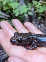 Dicamptodon tenebrosus