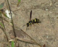 Euodynerus foraminatus