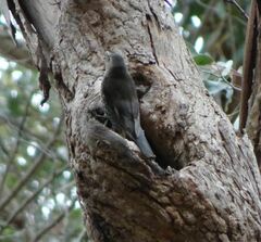 Cormobates leucophaea