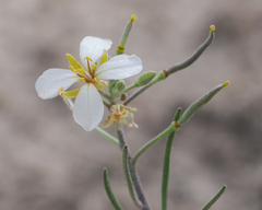 Nerisyrenia linearifolia