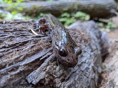 Dicamptodon tenebrosus
