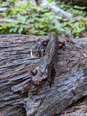 Dicamptodon tenebrosus