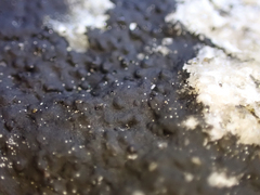 Hydropunctaria maura