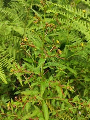 Ludwigia prostrata
