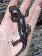 Dicamptodon tenebrosus