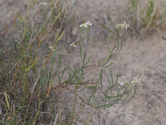 Nerisyrenia linearifolia