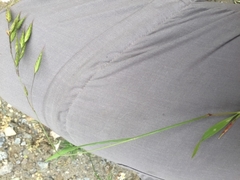 Bromus japonicus