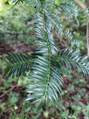 Torreya nucifera