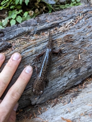 Dicamptodon tenebrosus