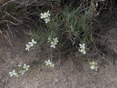 Nerisyrenia linearifolia