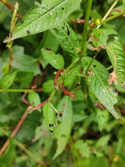 Ludwigia prostrata