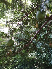 Torreya nucifera