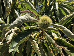 Castanea sativa