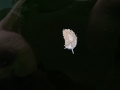 Aeolidia