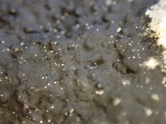 Hydropunctaria maura