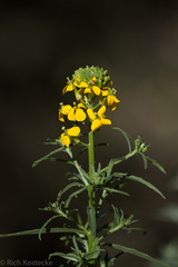 Erysimum capitatum