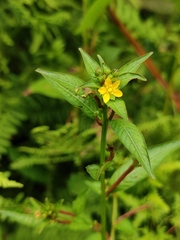 Ludwigia prostrata